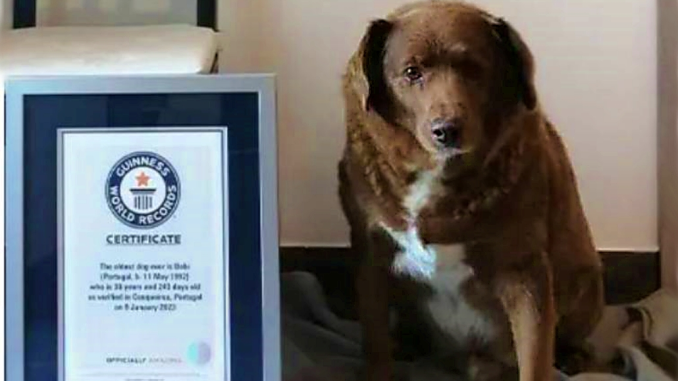 Conoce a Bobi, el perro que tiene el récord Guinness como el más viejo de la historia