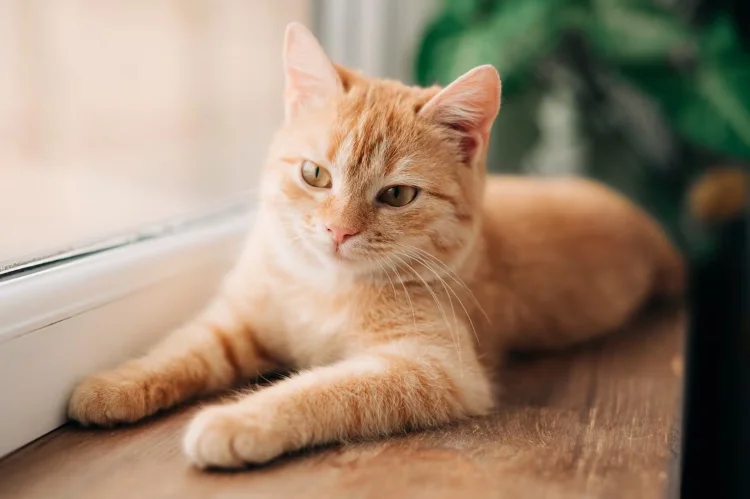 Por que los gatos naranjas son casi todos son machos
