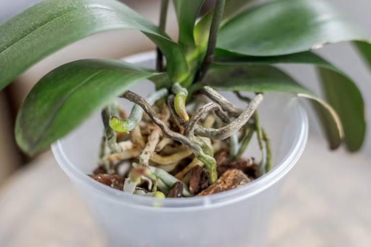 Cómo revivir una orquídea con exceso de agua: guía práctica