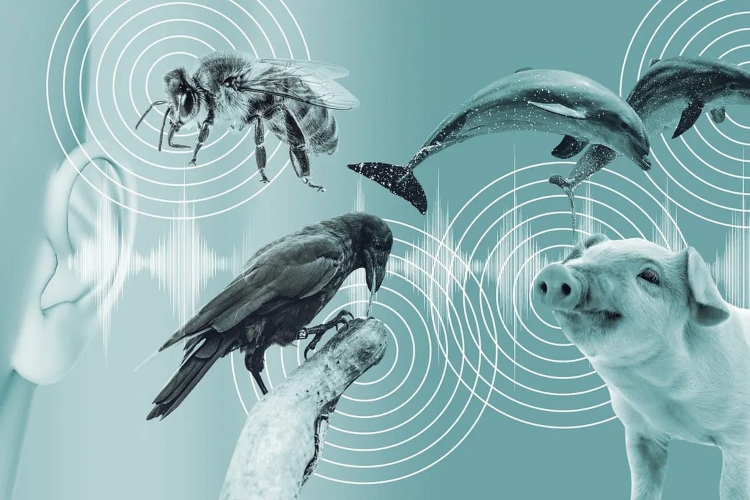 La inteligencia artificial comienza a decodificar el lenguaje animal
