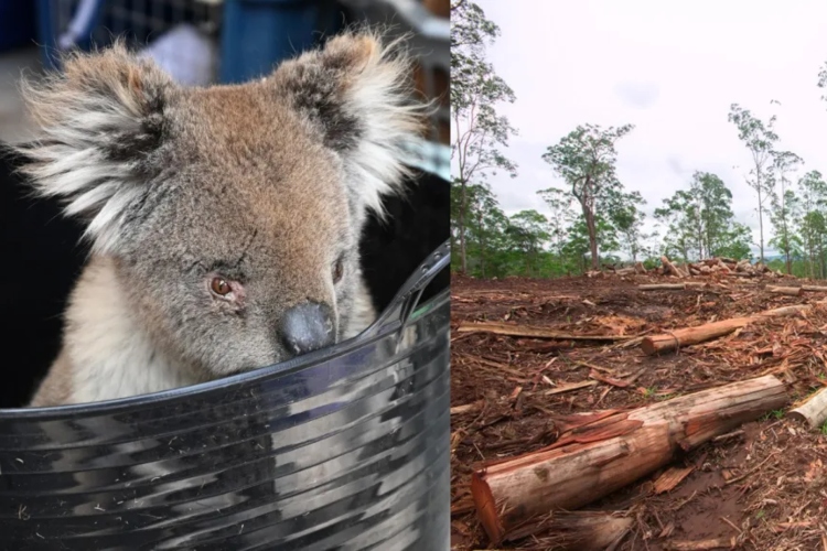 Australia regula la tala de árboles para proteger a los koalas