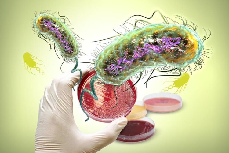 Científicos convierten bacterias en procesadores digitales