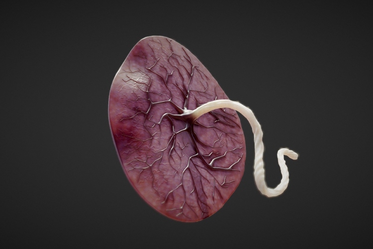 Científicos imprimen en 3D una miniplacenta: un avance en medicina reproductiva