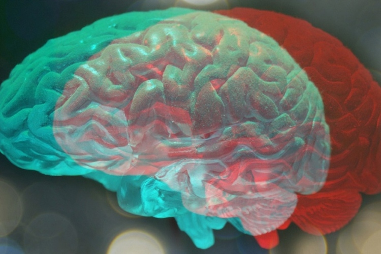 Píldora experimental repara el cerebro y recupera funciones motoras y cognitivas