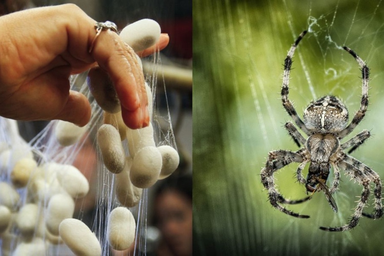 Científicos logran insertar genes de araña en gusanos de seda