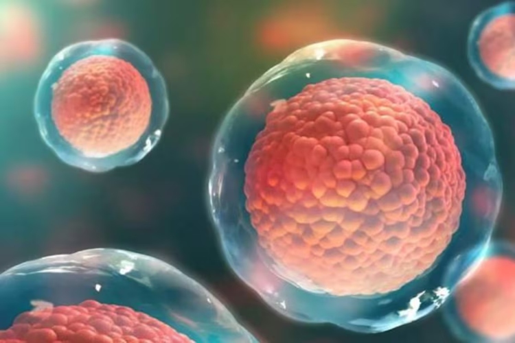 Científicos crean óvulos humanos a partir de células de la piel