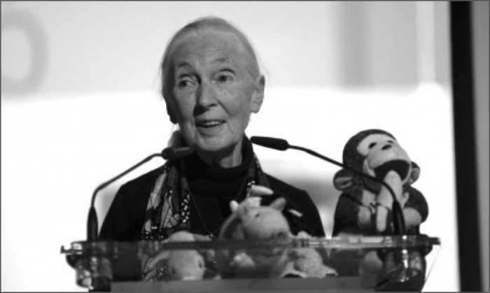 qepd- 1Oct- etóloga- Muerte- Naciones Unidas- Jane Goodall- chimpancés-