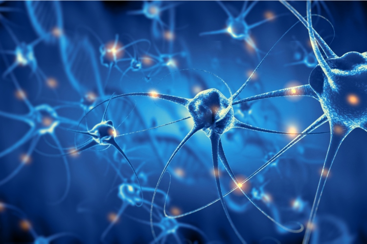 Neuronas artificiales se conectan con células vivas
