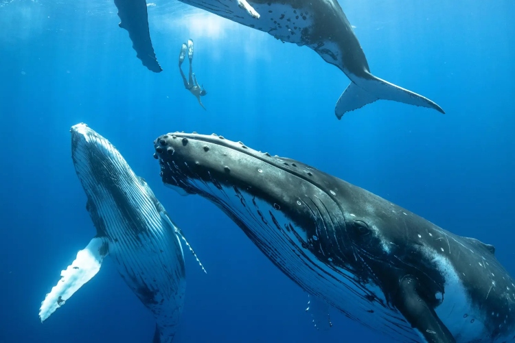 Crisis en Canadá: parque marino amenaza con sacrificar 30 ballenas tras bloqueo de venta