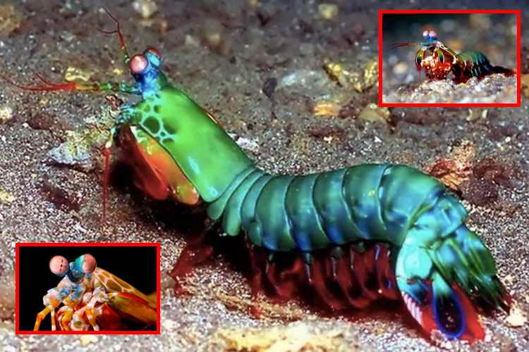 El secreto del golpe indestructible de la gamba mantis
