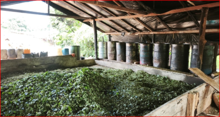 Narcotráfico- coca- Ejército- Chocó- 21Ene-