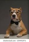 Etiquetas: pitbull, mitos de perros, razas peligrosas, perros familiares, American Pit Bull Terrier, comportamiento canino, mascotas Colombia