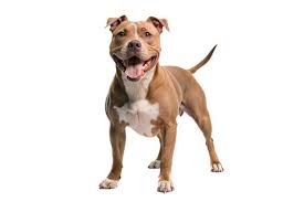 El Pitbull suele estar en el centro del debate cuando se habla de perros peligrosos. Su reputación lo precede, pero ¿qué tan cierta es esa percepción? La respuesta no es tan simple como un sí o un no.
