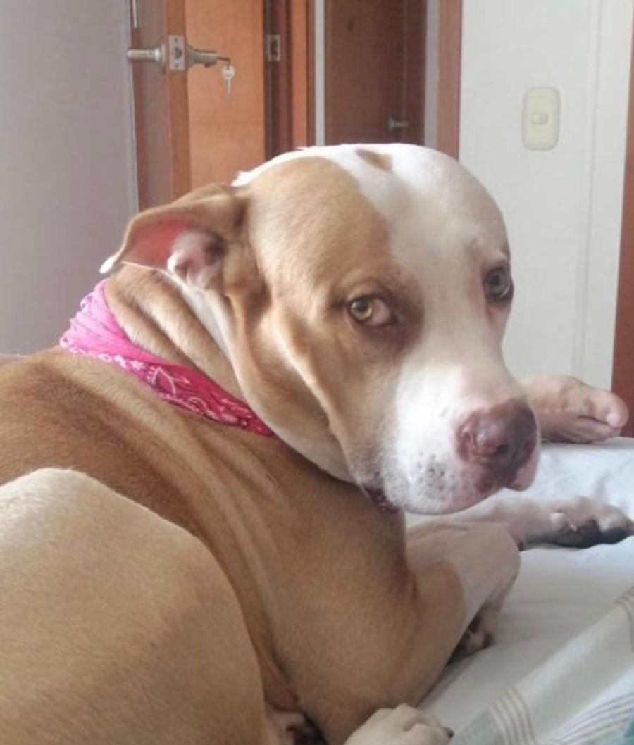 La eutanasia para perros en Colombia se ha convertido en un tema de creciente interés entre veterinarios, autoridades y dueños de mascotas. Aunque el procedimiento existe desde hace años como una práctica médica para evitar el sufrimiento animal, su regulación, uso y percepción social están en constante transformación.