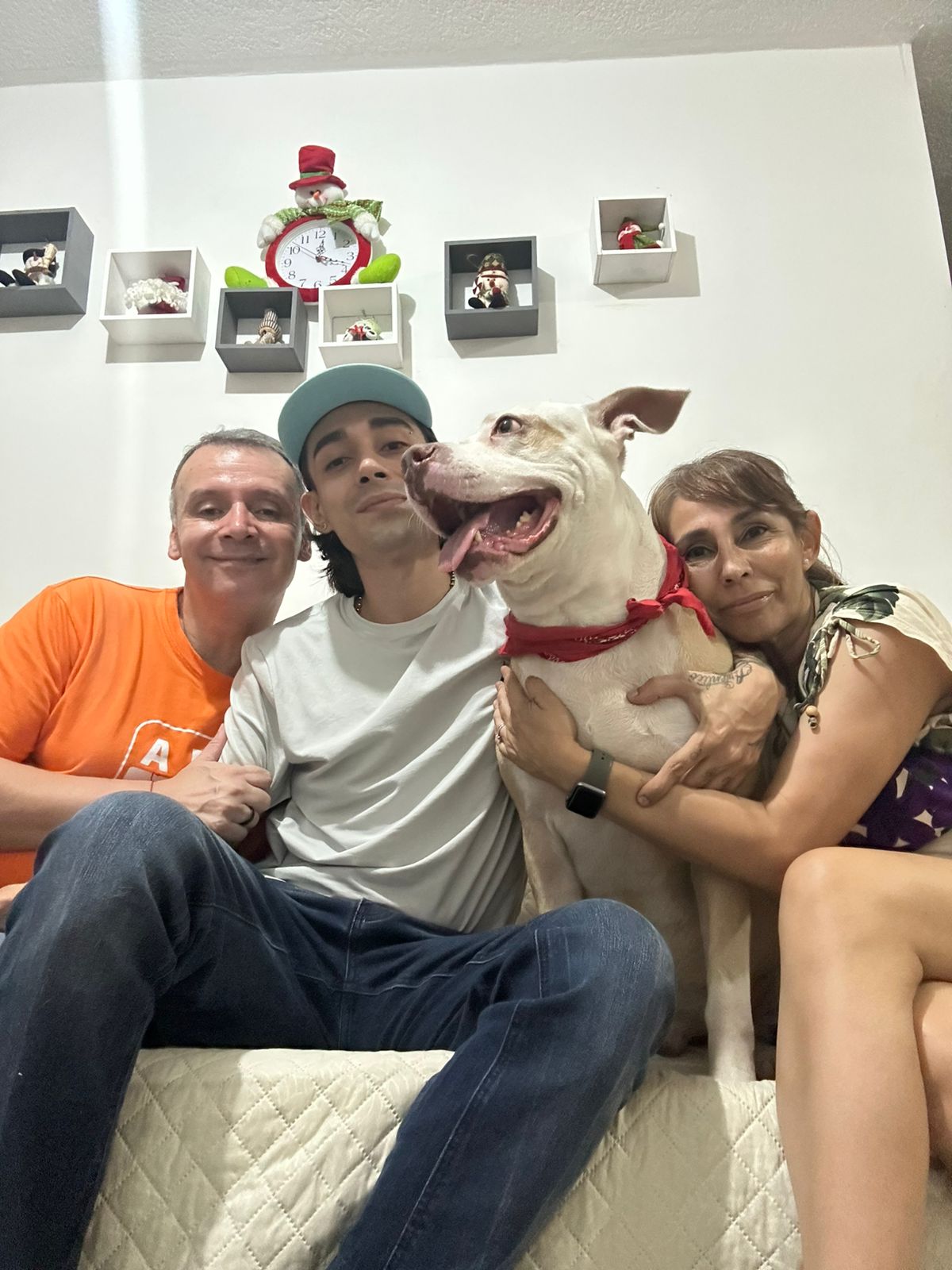 Perros ganan espacio en hogares colombianos, impulsando cambios sociales, emocionales y económicos en el país.