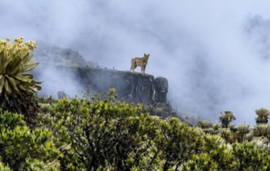 El puma que sorprendió a Boyacá y que podría convertirse en símbolo contra el fracking