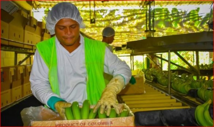Auruga- Banano- Colombia- exportación-