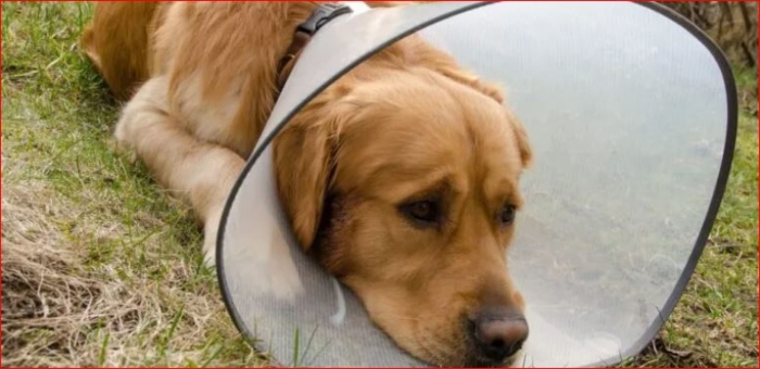 animales- dermatitis- pulgas- íel-