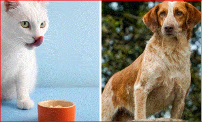 Alimentación- animales- perros- gatos- masa muscular-