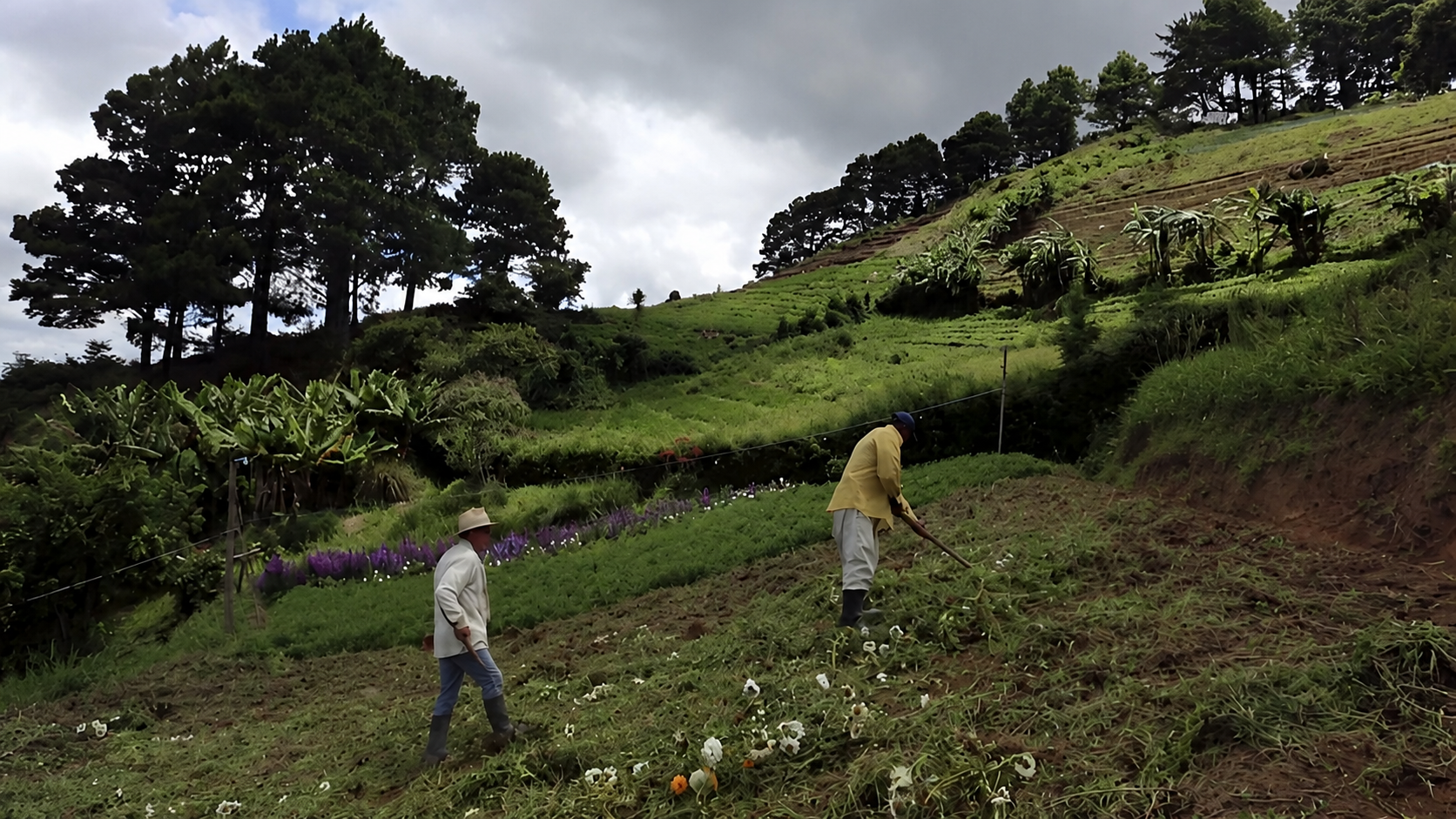 La reforma agraria de Gustavo Petro incumplió las metas.